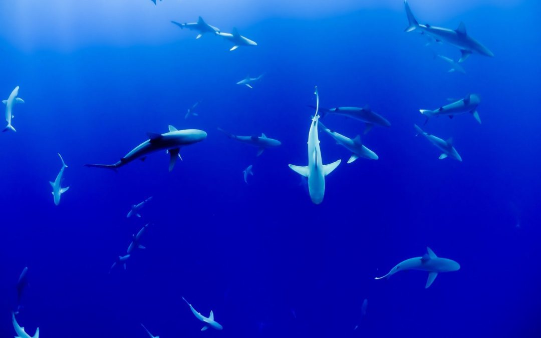 🦈 Illuminated nets save endangered sharks and rays