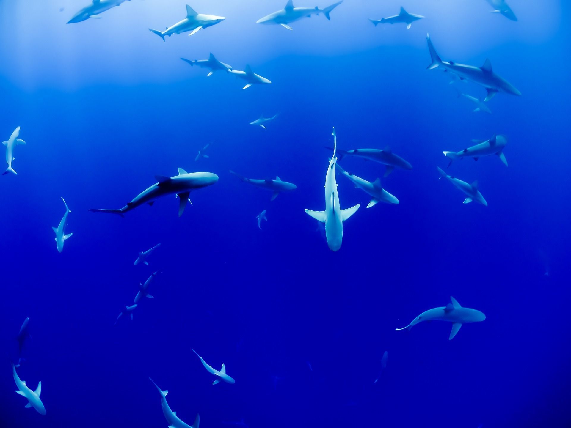 🦈 Illuminated nets save endangered sharks and rays