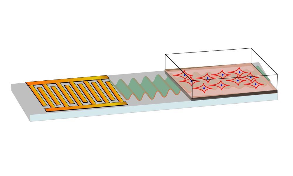 🦿 Sound waves can help bone fractures heal faster