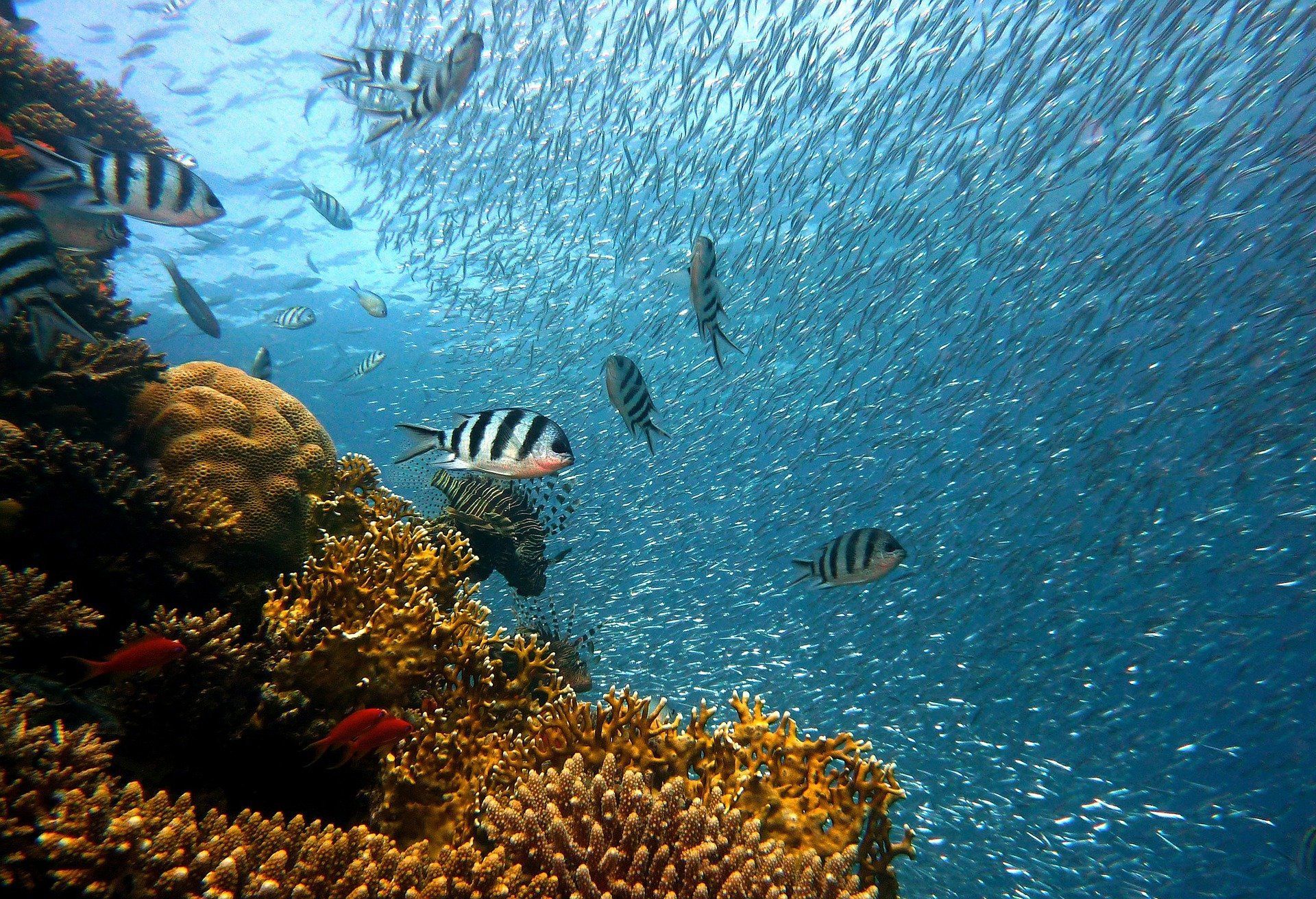 🐠 Heat-resistant corals give new hope to the coral reefs