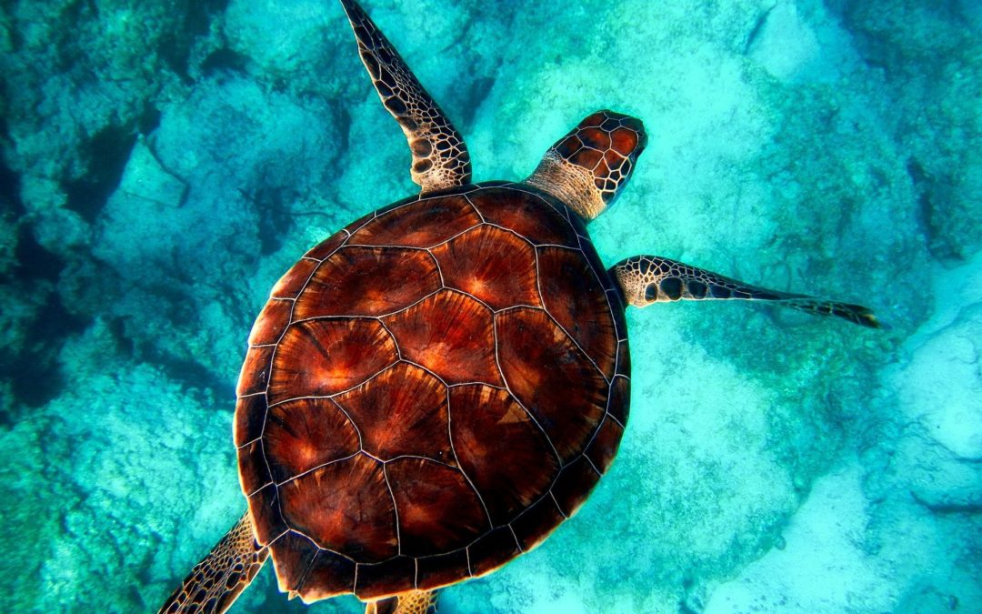 🐢 Long-term protection of sea turtles gives results