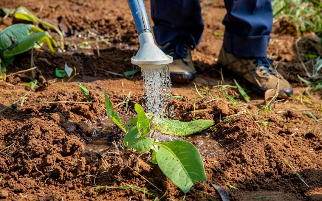 💧 Groundwater can save Africa from drought