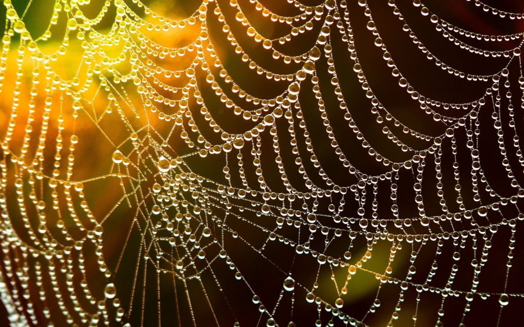 🕸 A breakthrough: Artificial cobwebs as good as the real thing