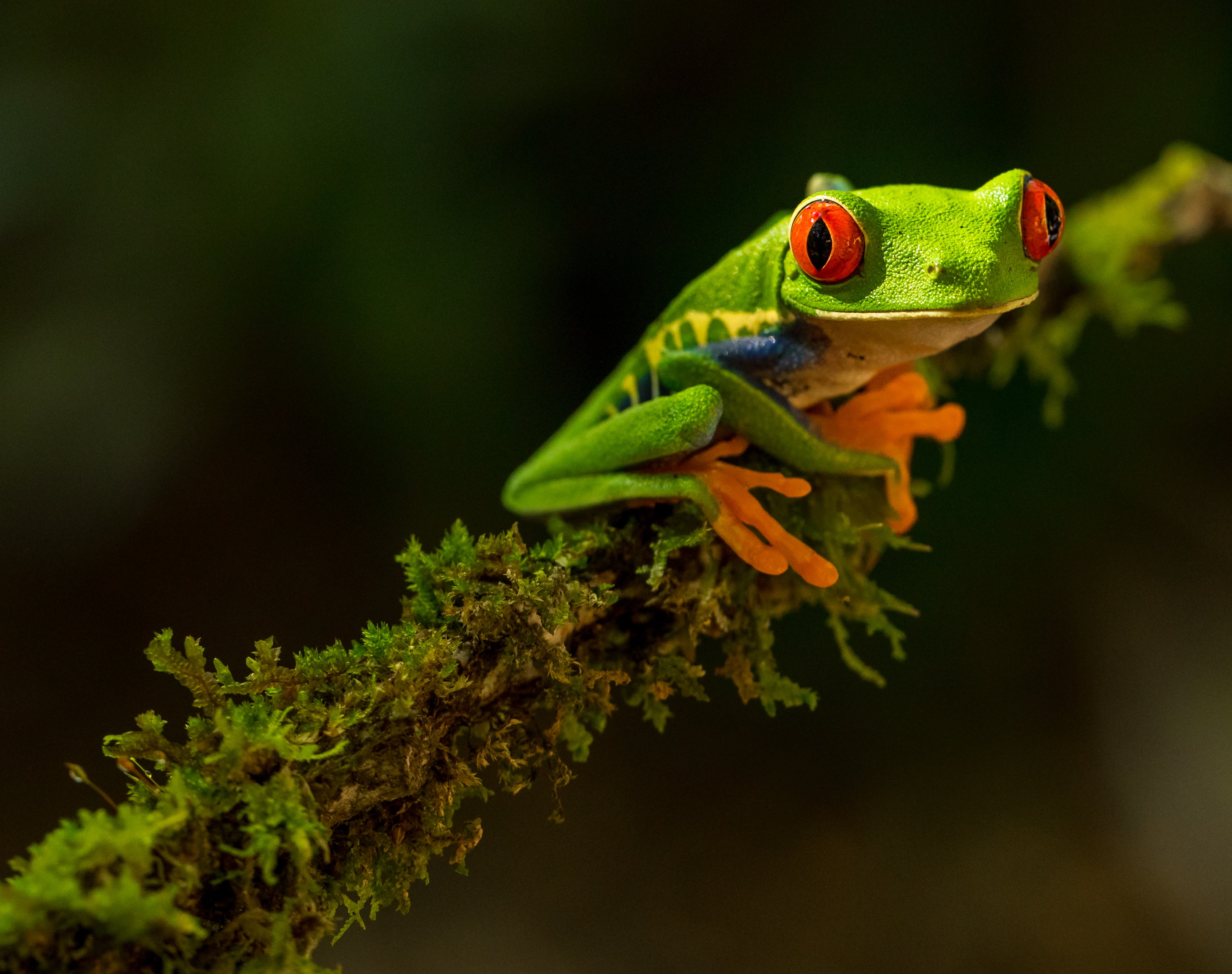 😁 Costa Rica - the happiest and most ecofriendly place on earth?