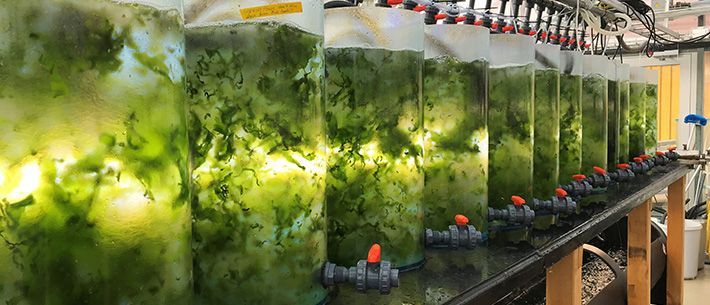 🥗 Industrial process water becomes “algae food”