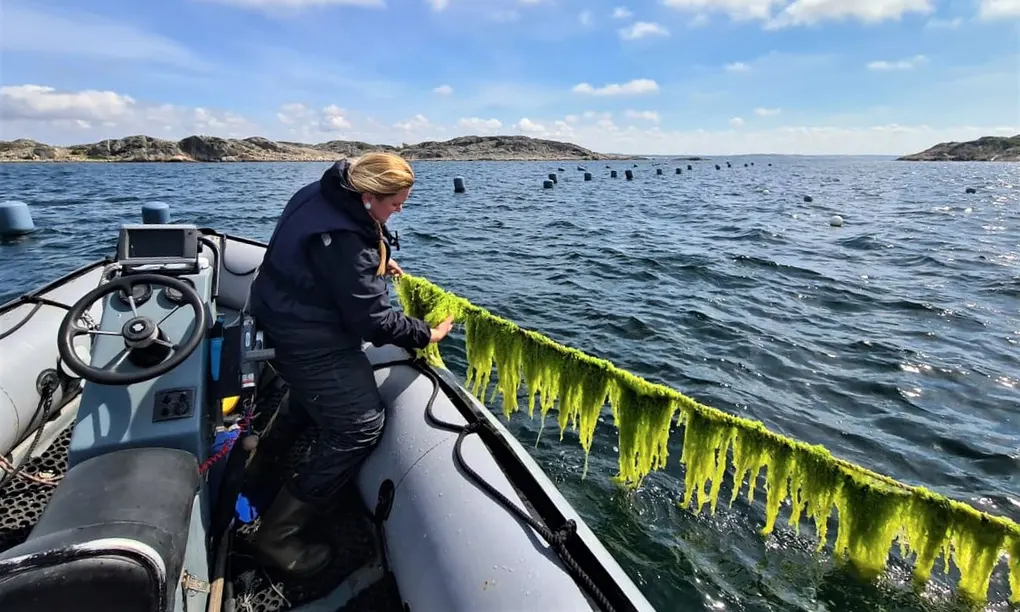 🌱 Seaweed – the next generation biofuel?