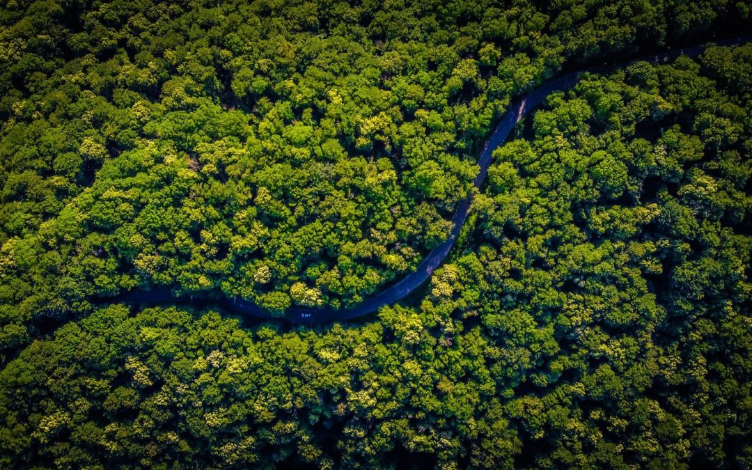 🌳 Community in Gabon saves ancestral forest from logging