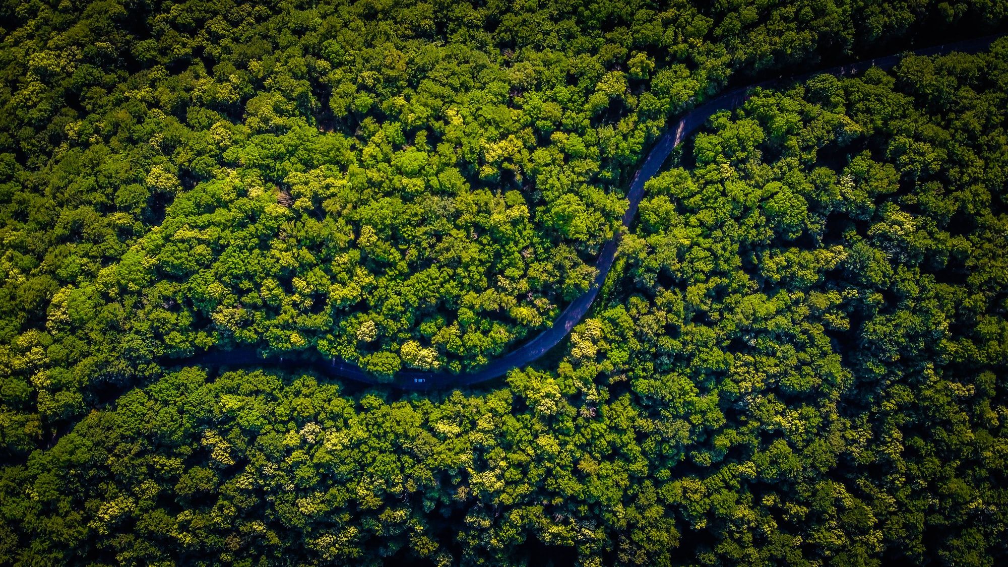 🌳 Experimental “super forest” shows how to plant trees the right way