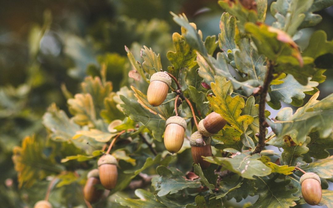 🌳 Experimental “super forest” shows how to plant trees the right way