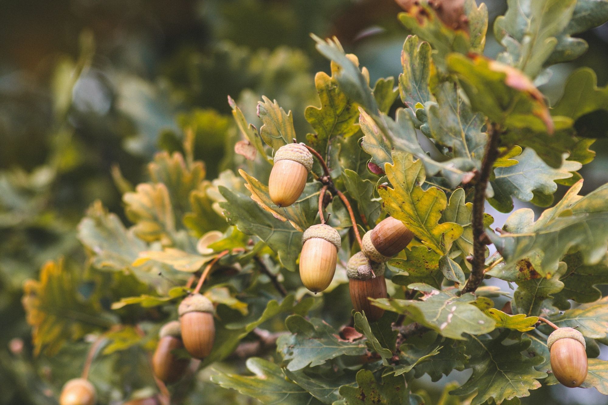 🌳 Experimental “super forest” shows how to plant trees the right way