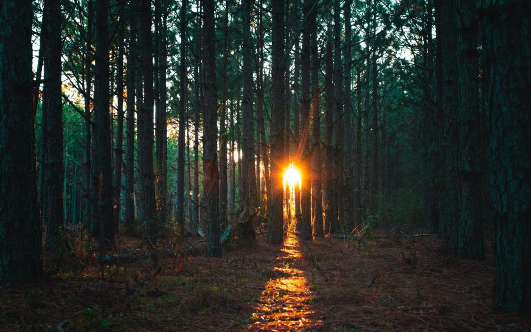 🌳 Forests on Indigenous land sequester twice the carbon