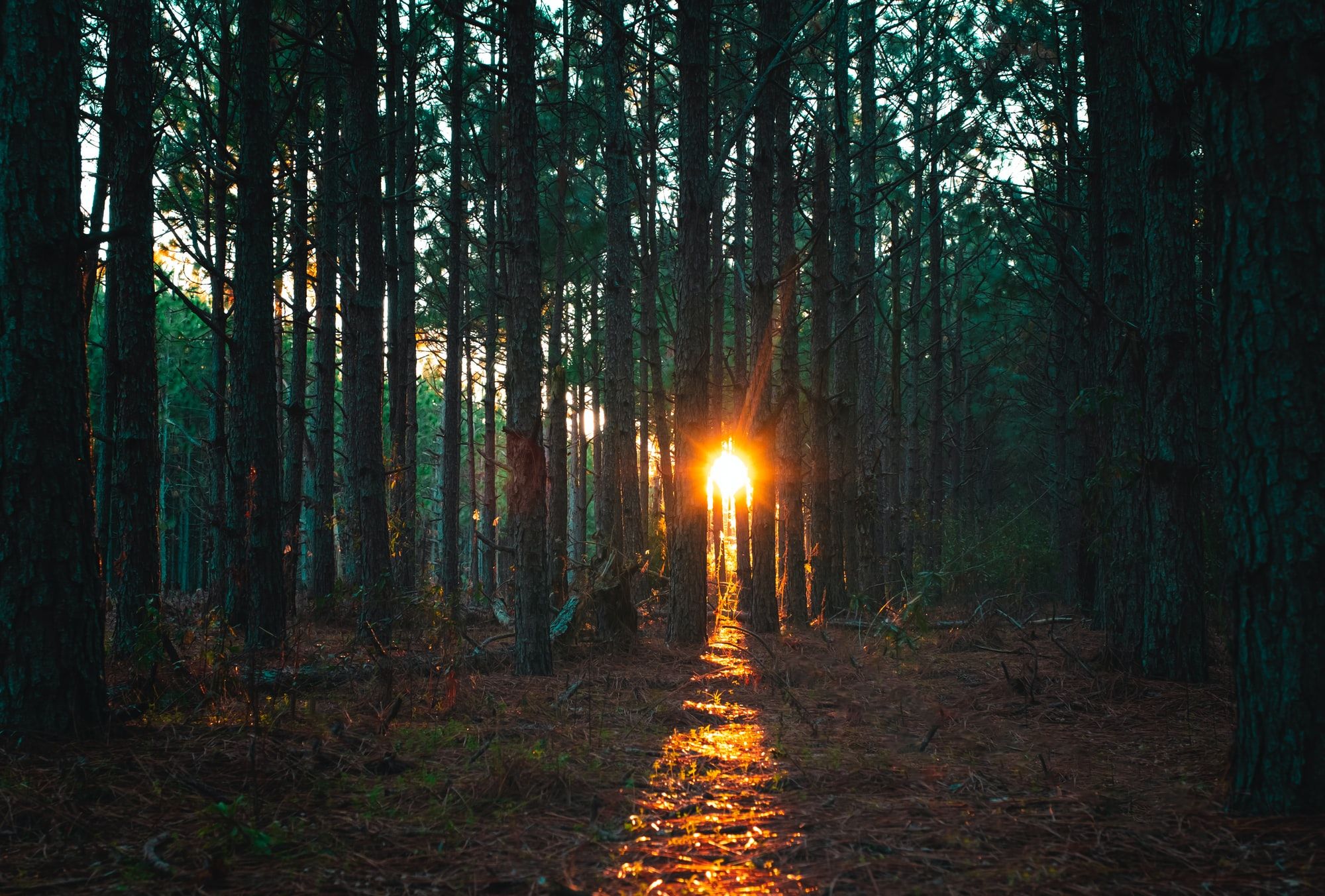 🌳 Forests on Indigenous land sequester twice the carbon