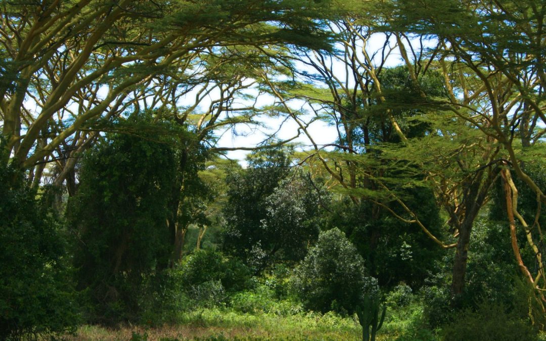 🌳 Kenyan community regrew its forest – and stopped flooding