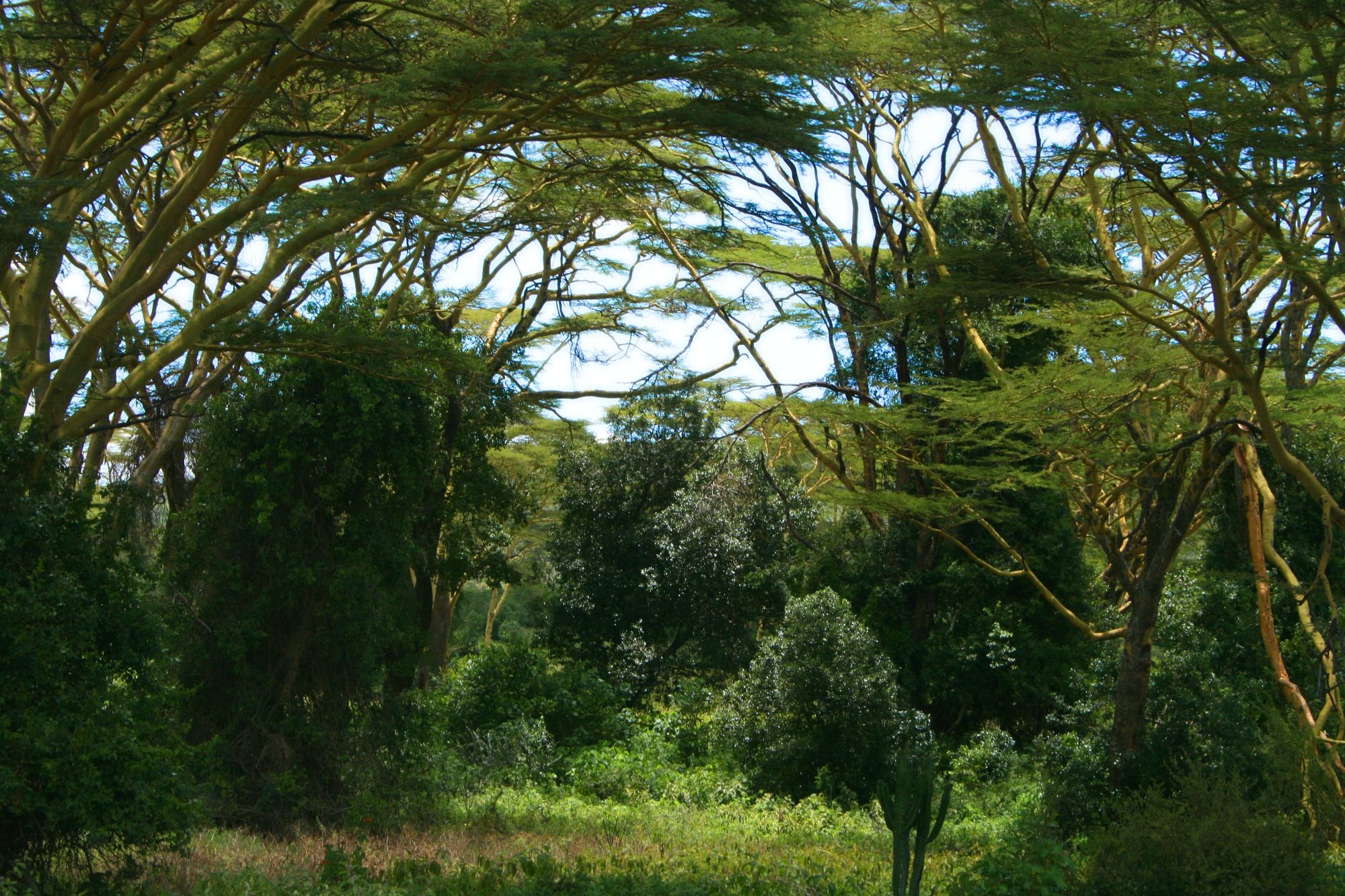 🌳 Kenyan community regrew its forest - and stopped flooding