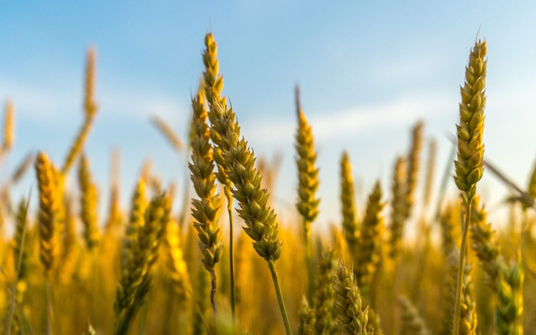 🌾 Improved crops without genetic modification