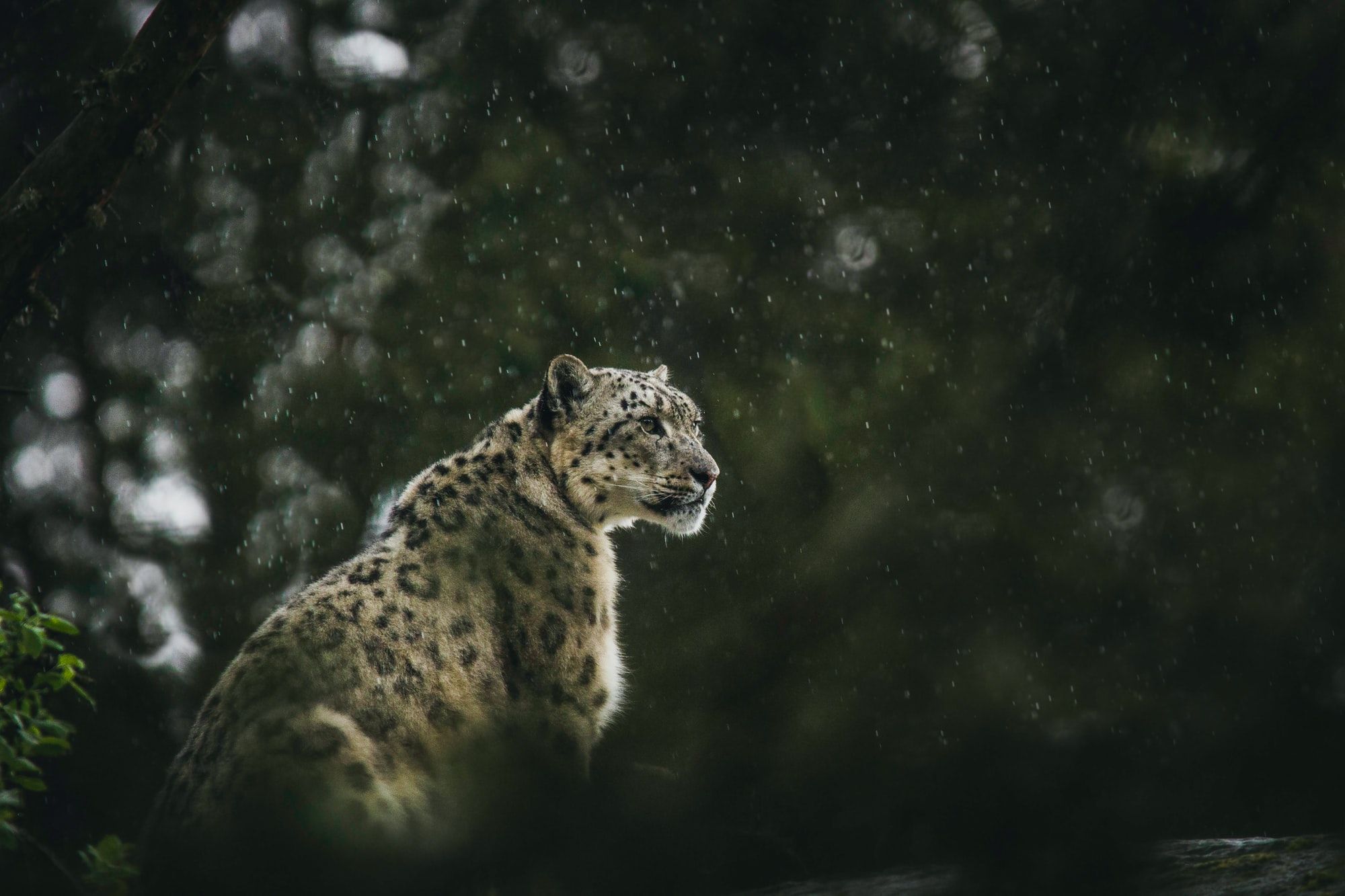 🏆 Snow leopard project receives award