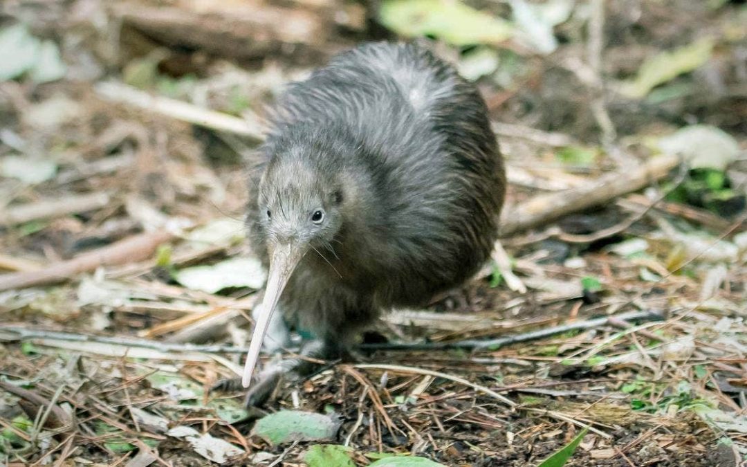 🐋 Kiwi bird and humpback whale no longer endangered animals