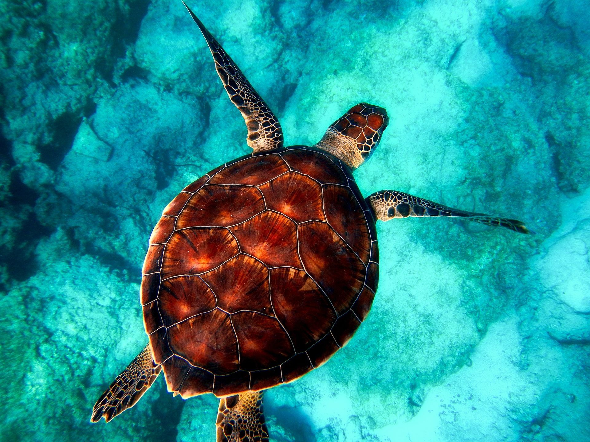 🐢 App prevents illegal trade with sea turtles