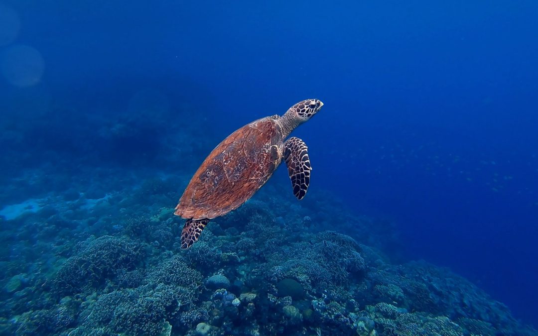 🐢 App prevents illegal trade with sea turtles