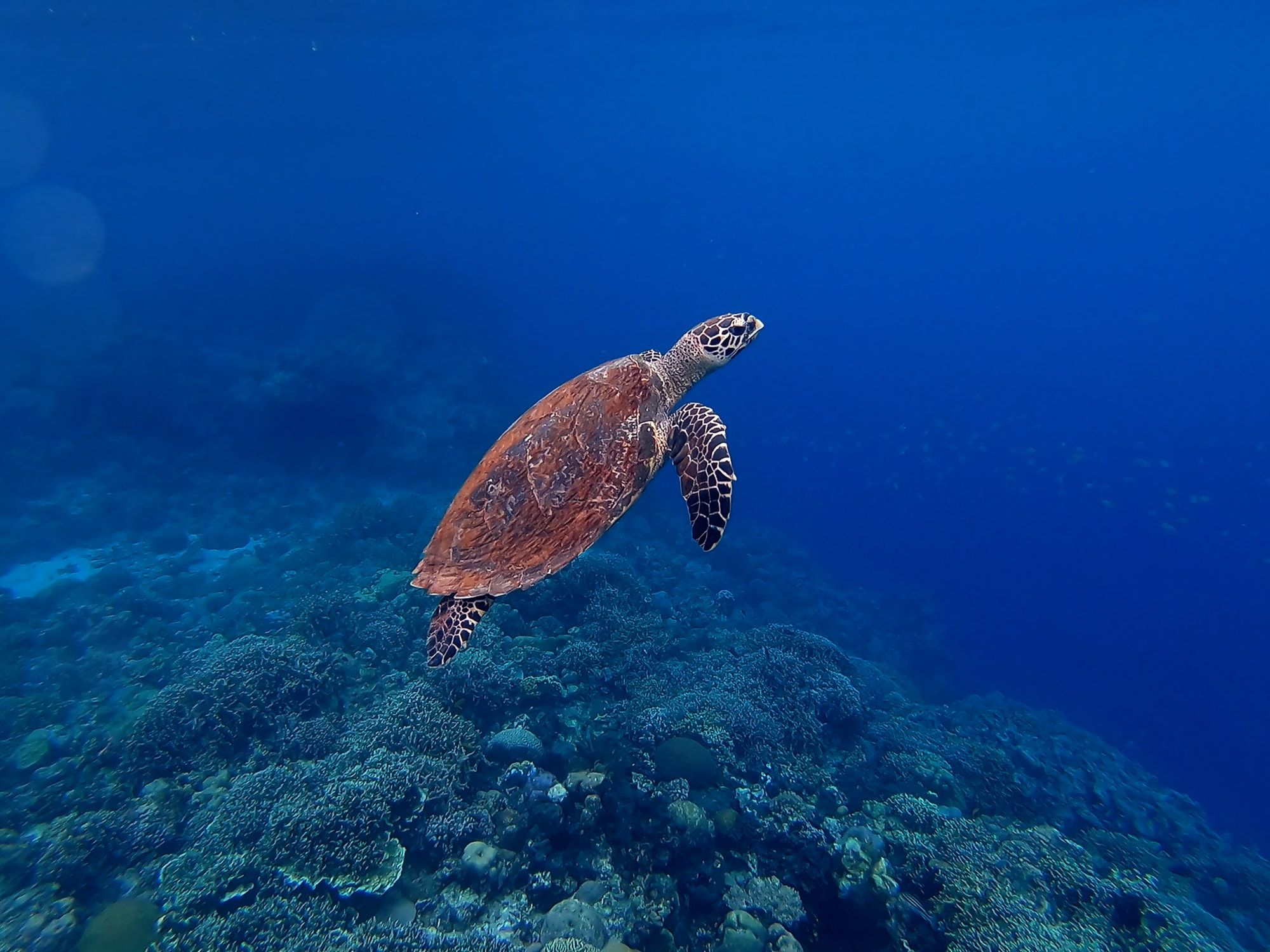 🐢 App prevents illegal trade with sea turtles