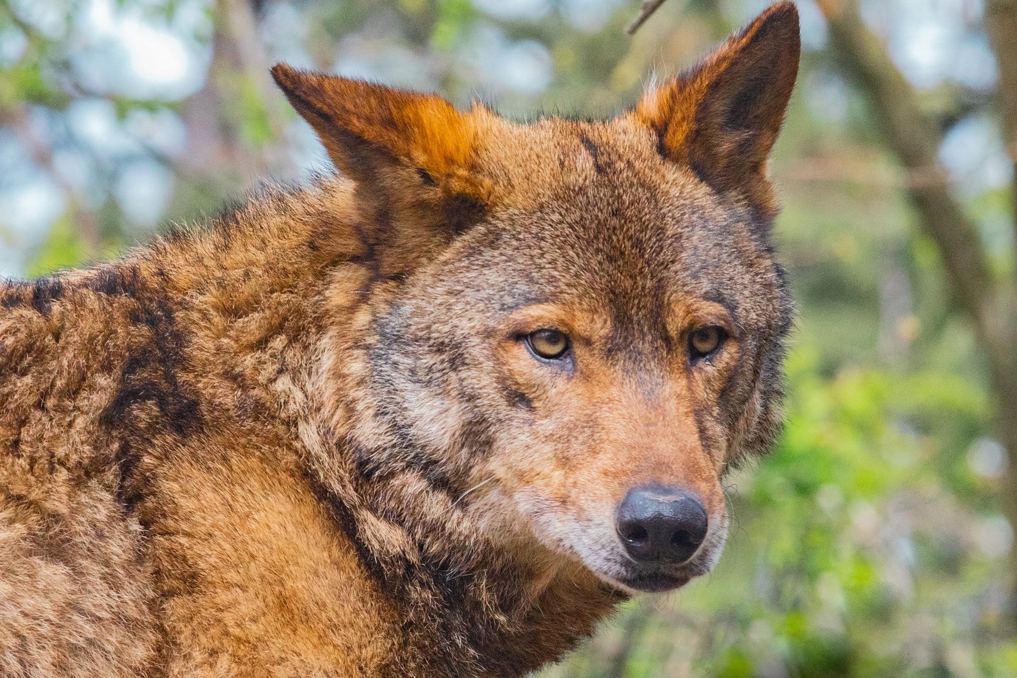 🐺 For the first time in years - red wolf pups born in the wild