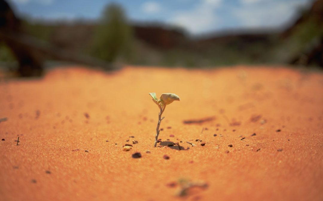 🌱 Drones plant 40,000 seeds per day