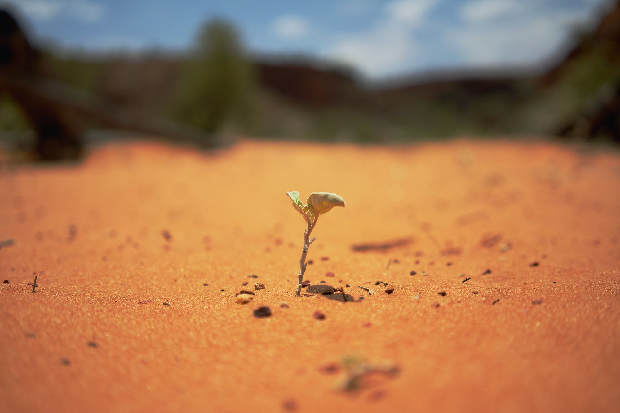 🌱 Drones plant 40,000 seeds per day