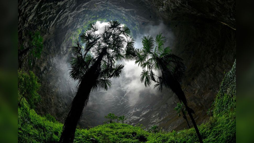 🌳 Ancient forest discovered in sinkhole in China