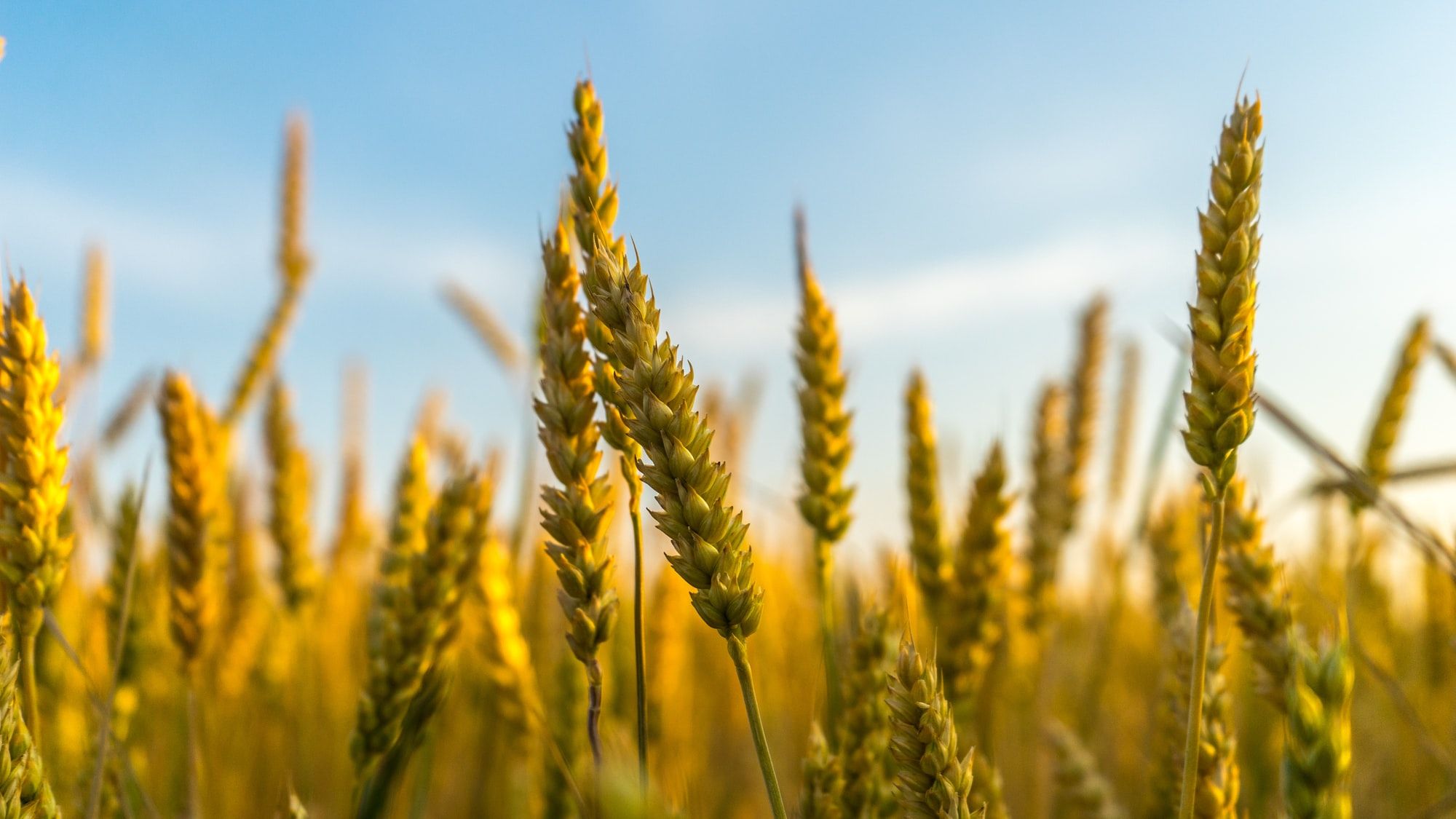 🌾 Super wheat can grow in salty soil