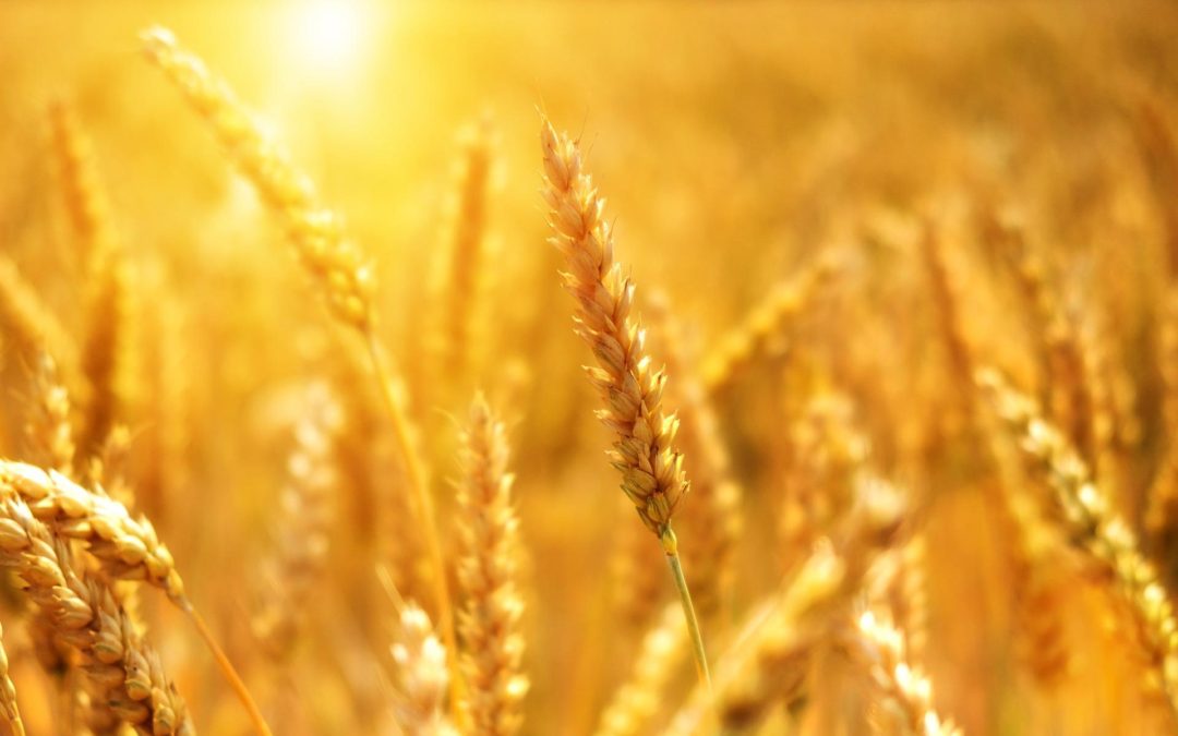 🌾 Super wheat can grow in salty soil