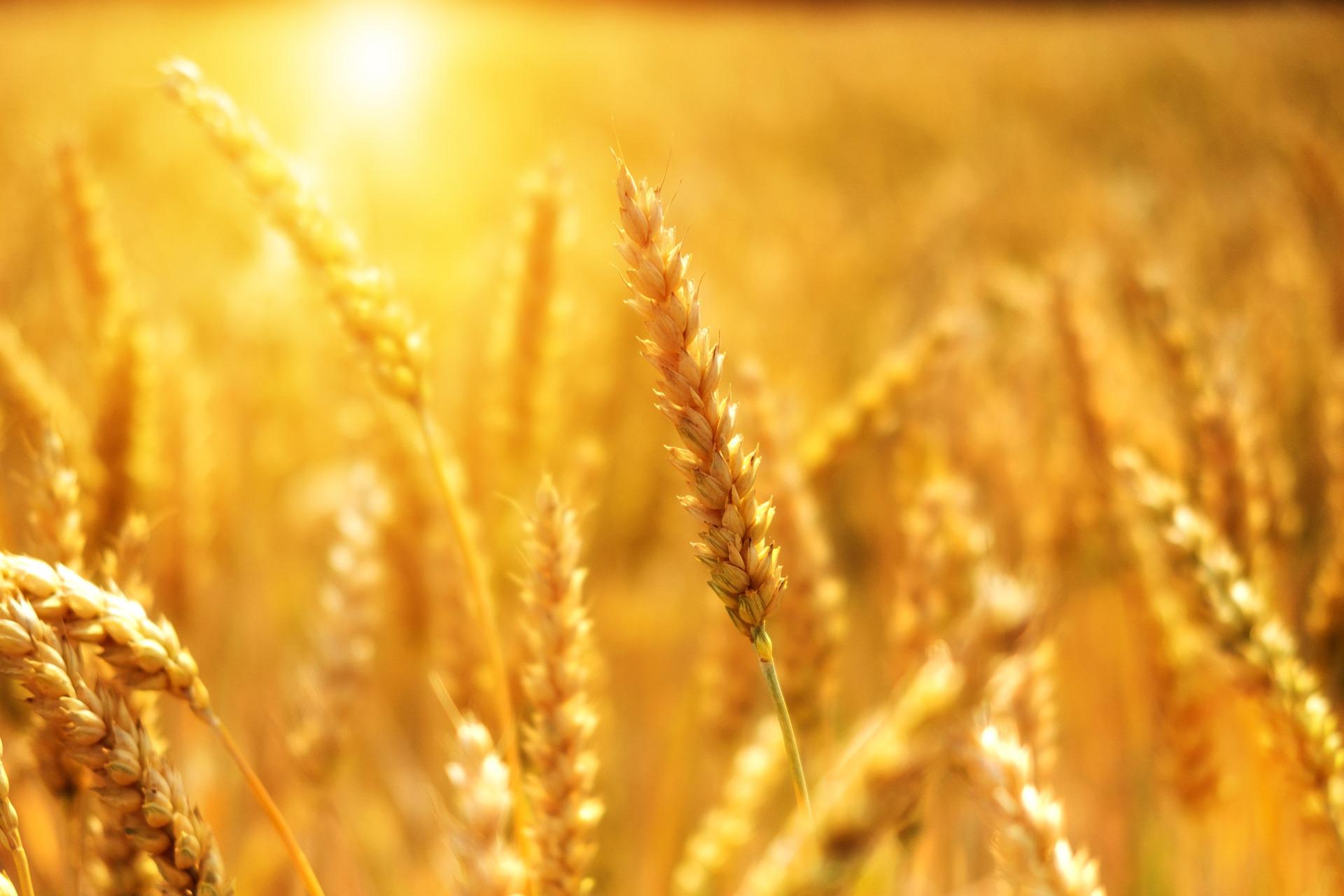 🌾 Super wheat can grow in salty soil