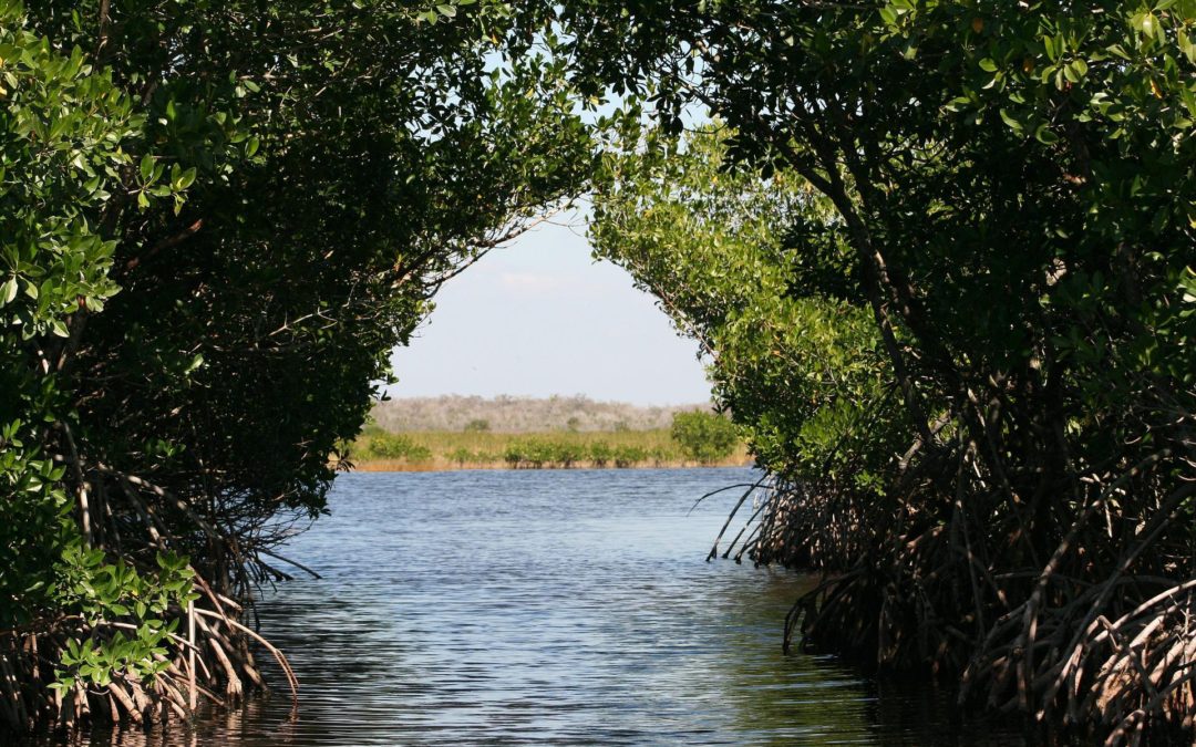 🍃 Profitability in recreating mangrove forests