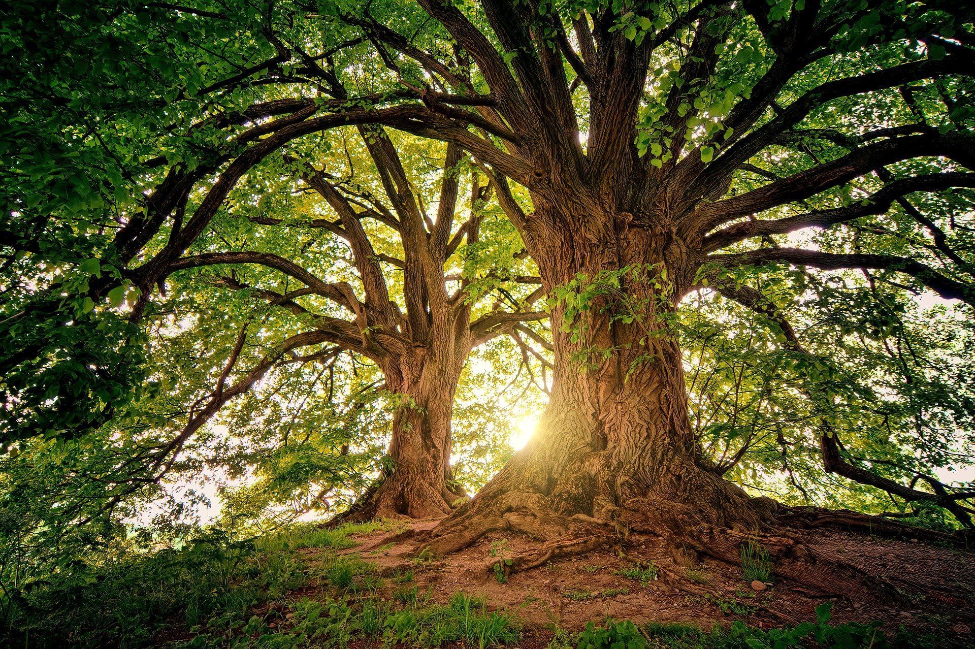 🍃 Profitability in recreating mangrove forests