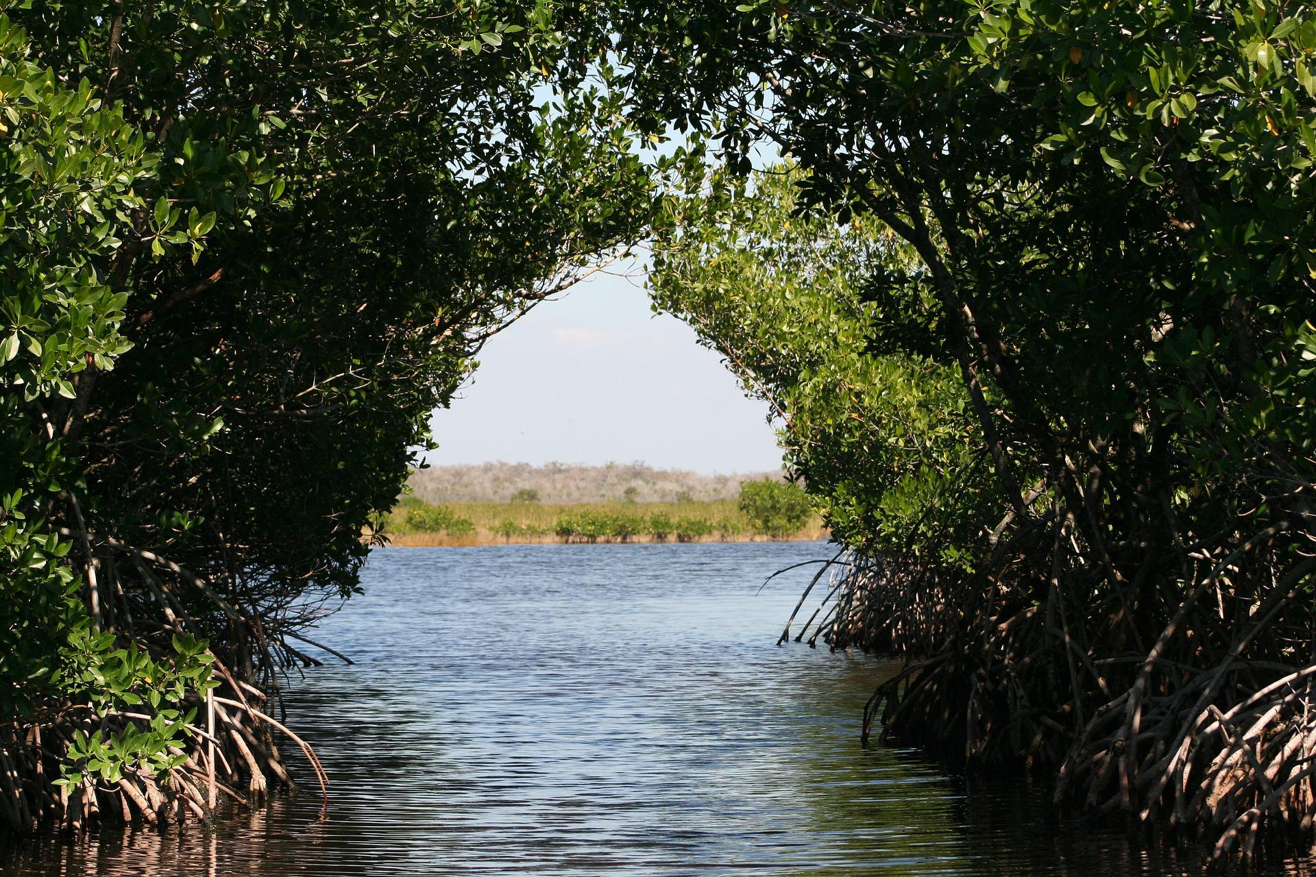 🍃 Profitability in recreating mangrove forests