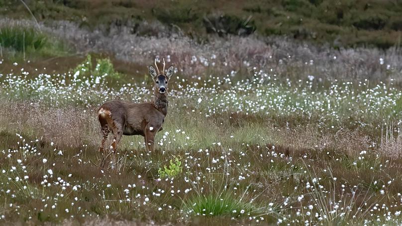 🏴󠁧󠁢󠁳󠁣󠁴󠁿 Scottish villagers buy nature reserve