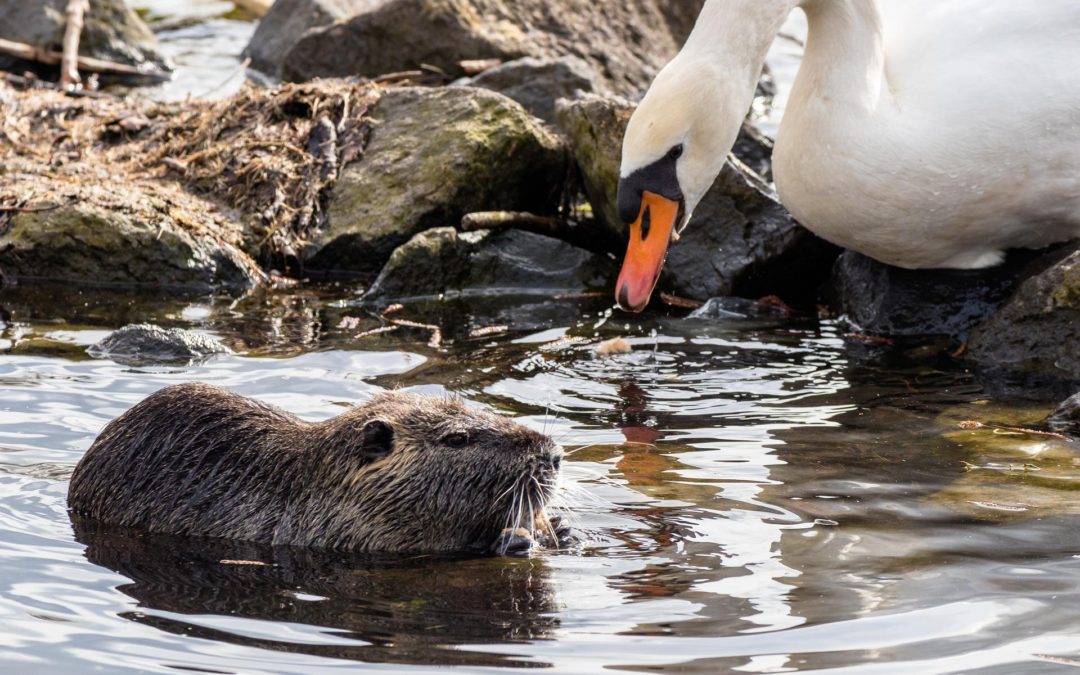 🐂 European wildlife sees strong comeback