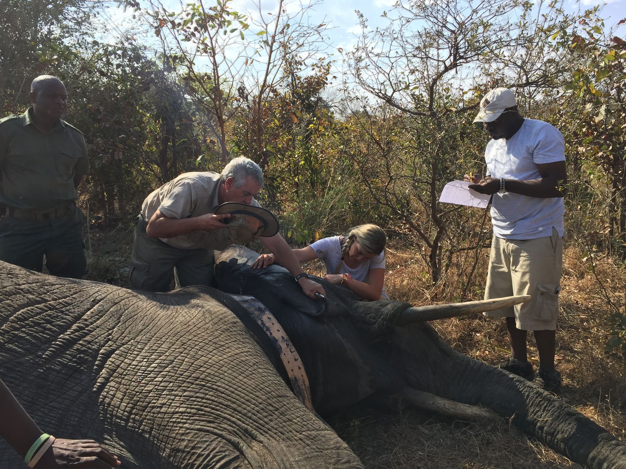 🐘 Remote tracking system helps understand elephant ecology