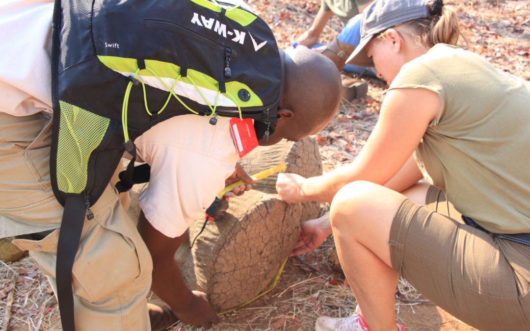 🐘 Remote tracking system helps understand elephant ecology