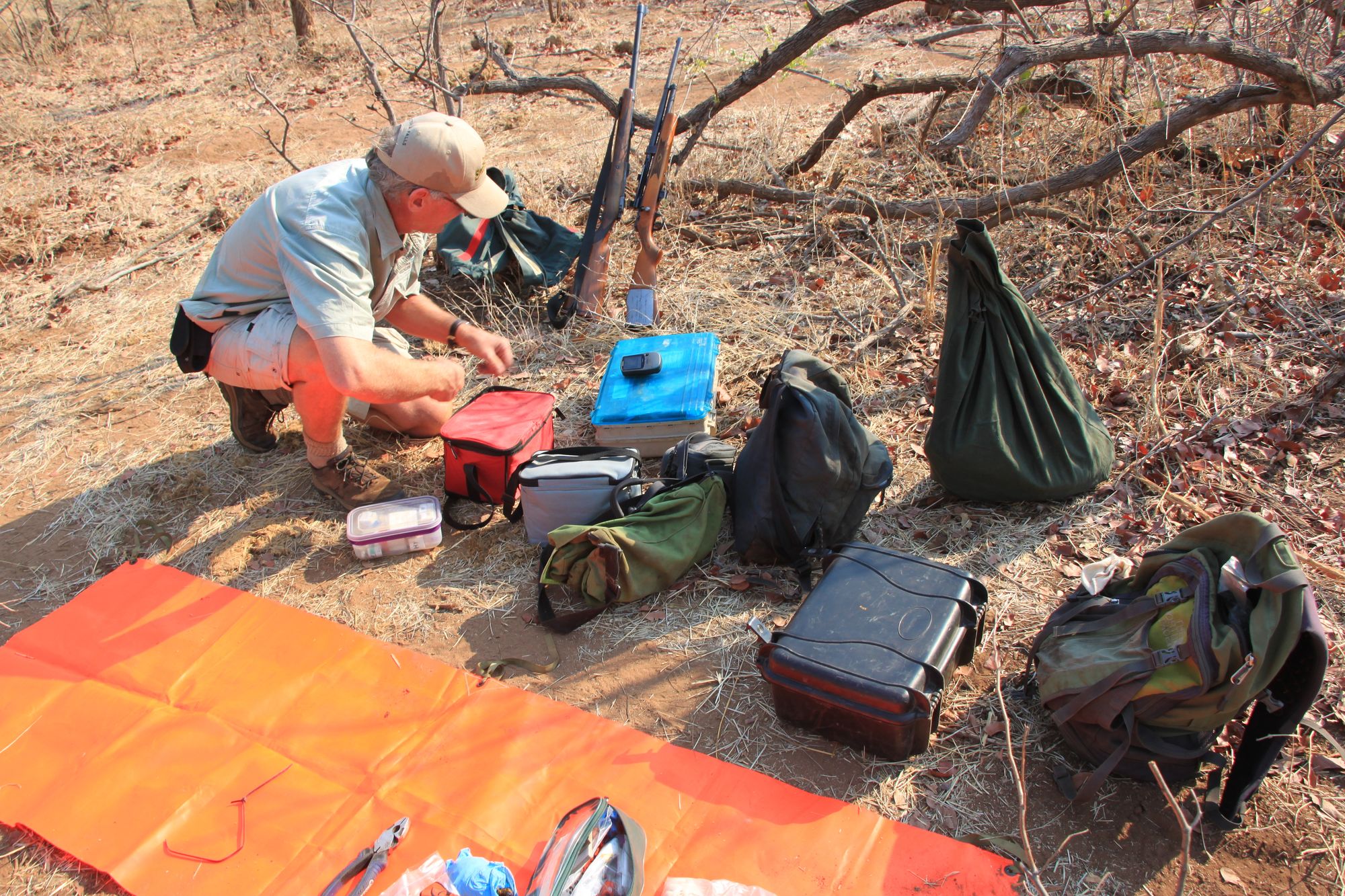 🐘 Remote tracking system helps understand elephant ecology