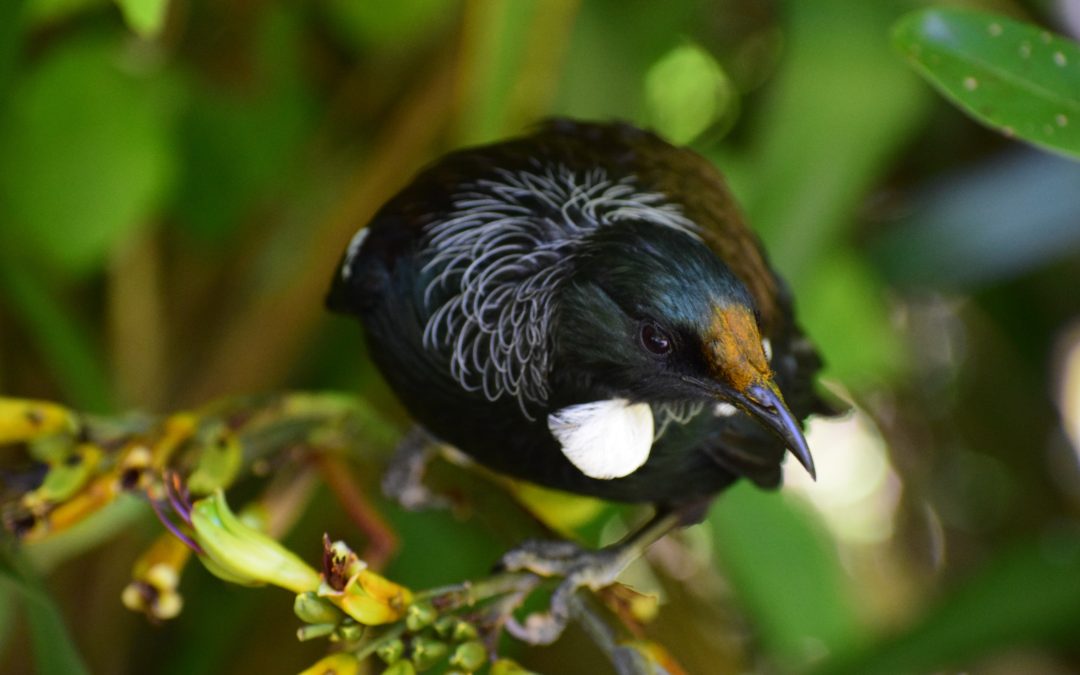 🕊Forests in cities create a bird boom in New Zealand