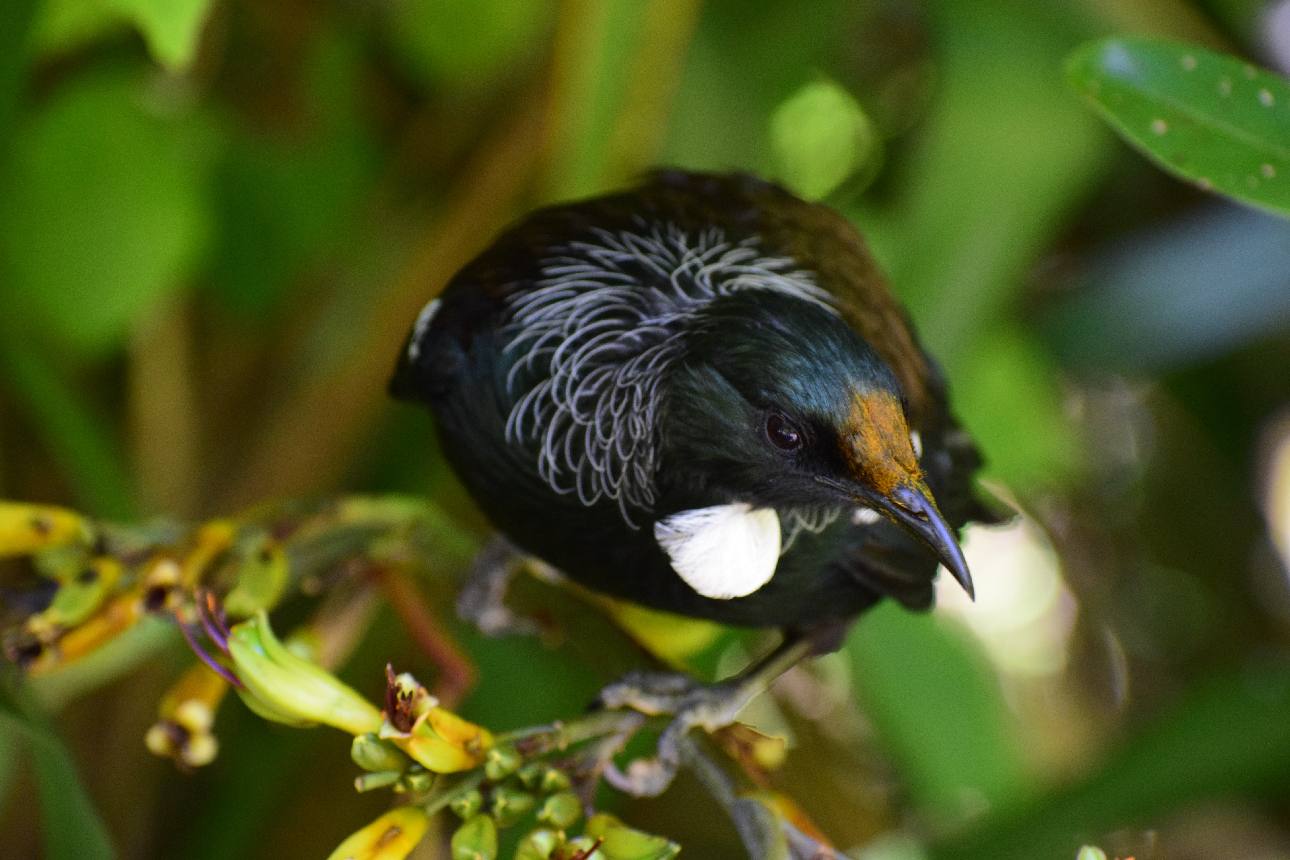 🕊Forests in cities create a bird boom in New Zealand