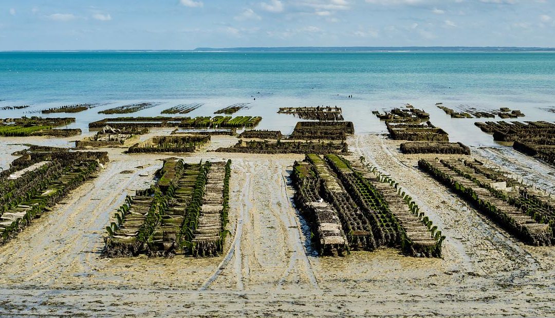 🥬 Ocean vegetables could help tackle the global food crisis