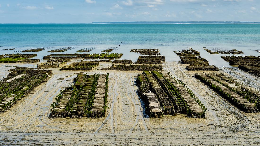 🥬 Ocean vegetables could help tackle the global food crisis