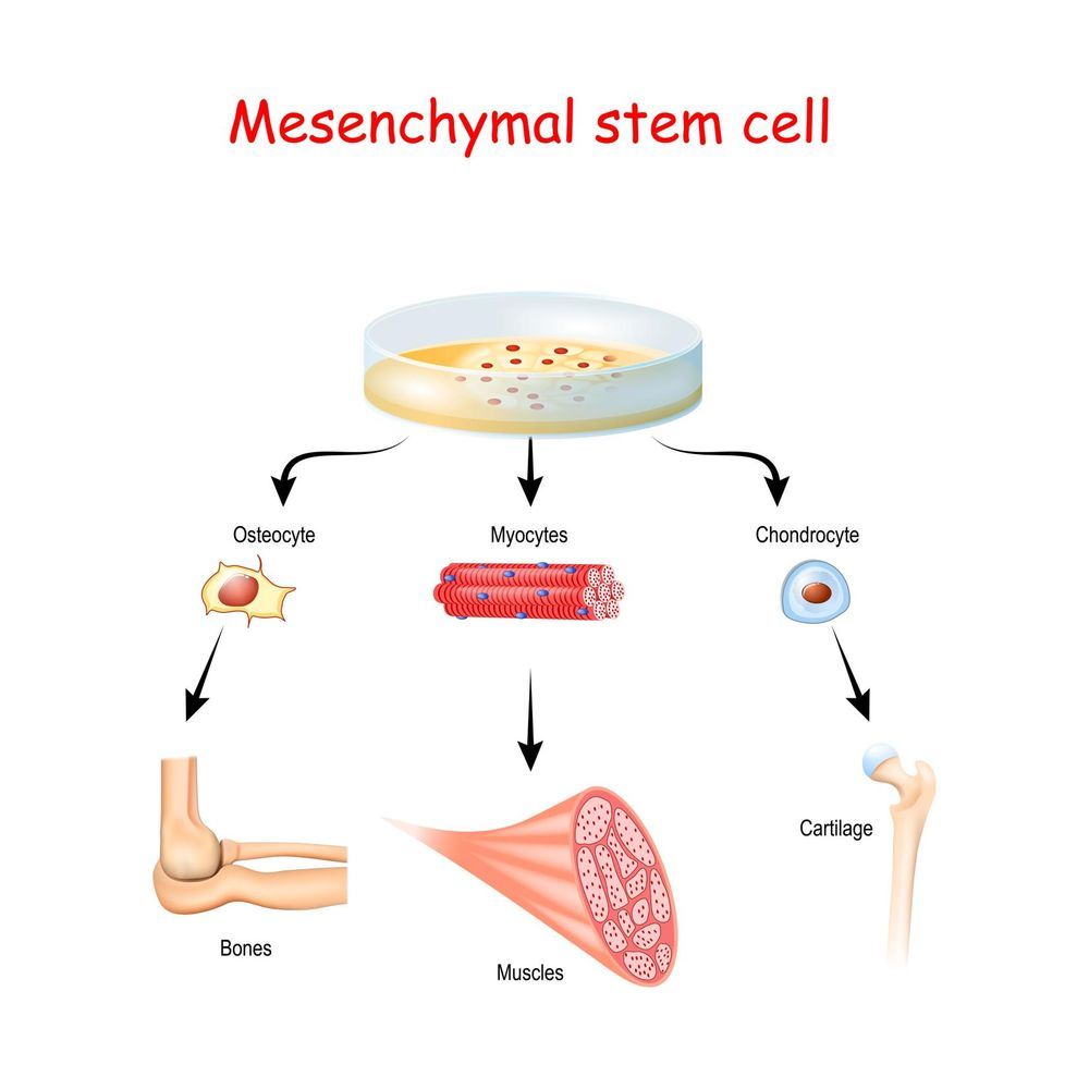 🧫 Cheaper and faster stem cell production