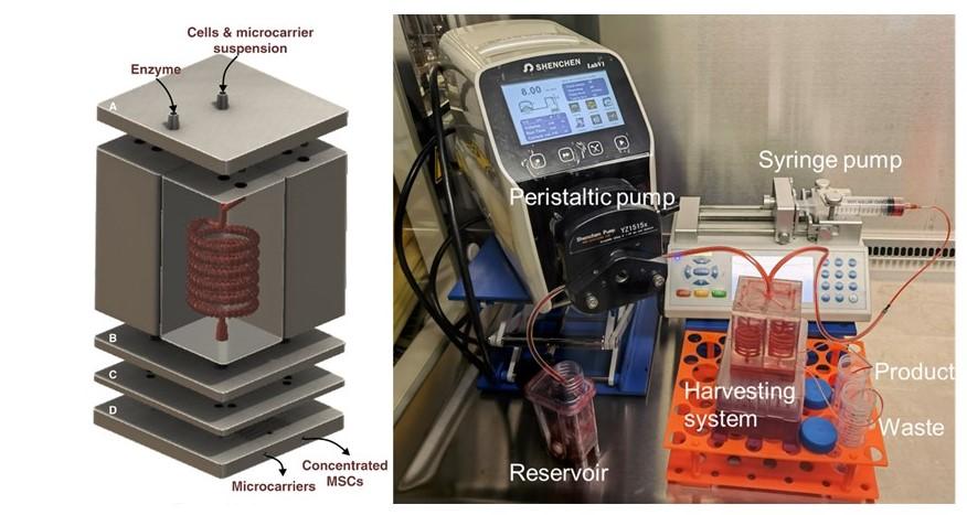 🧫 Cheaper and faster stem cell production