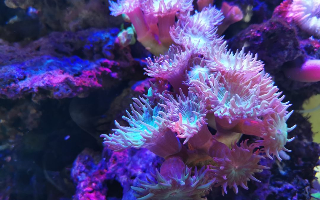 🪸 AI reveals “singing” coral reefs