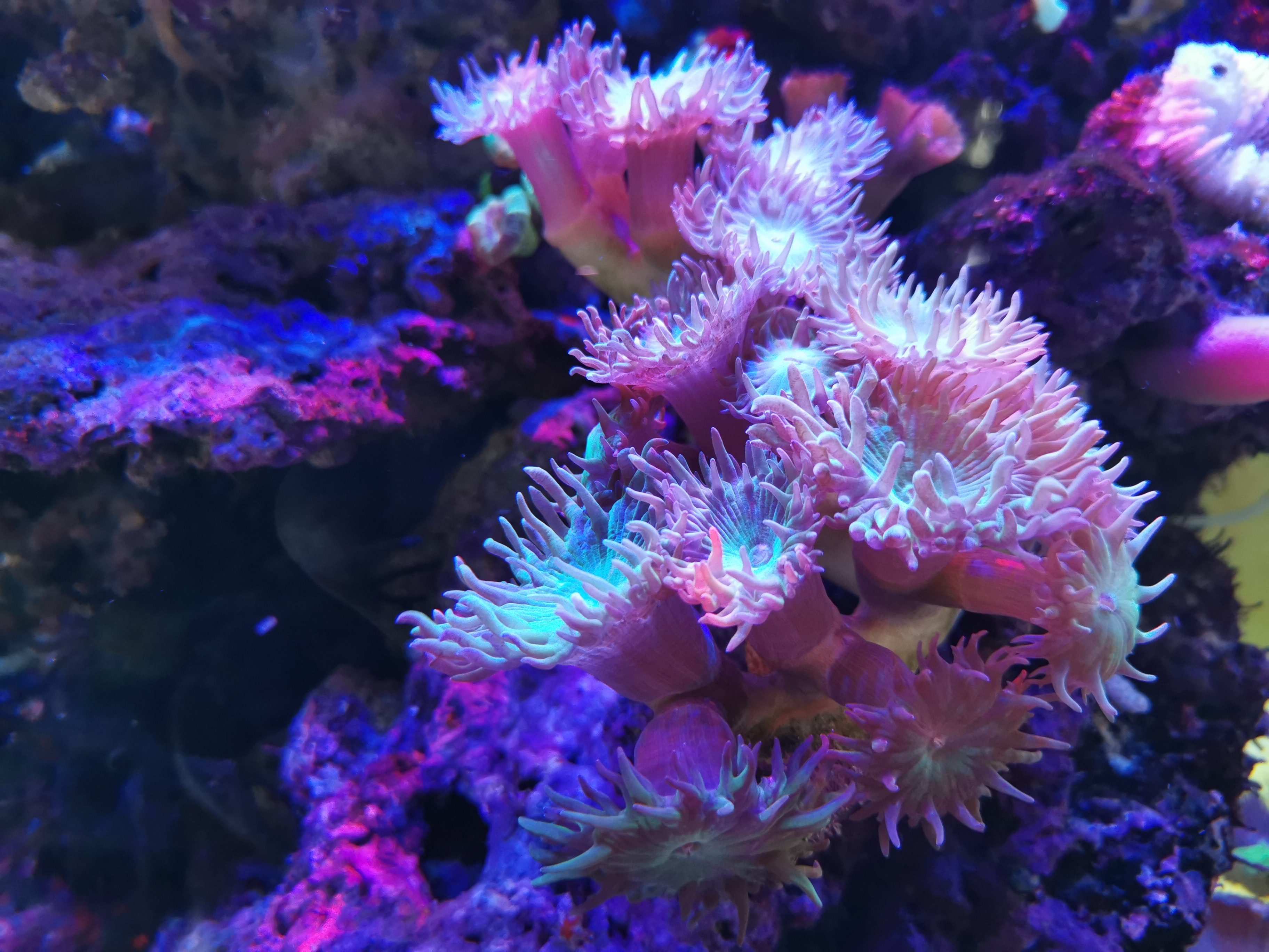 🪸 AI reveals "singing" coral reefs