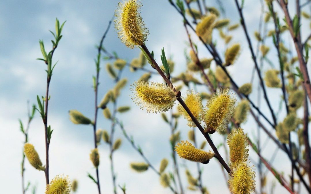 🌳 Ide Willow removes pollutants from old industrial sites