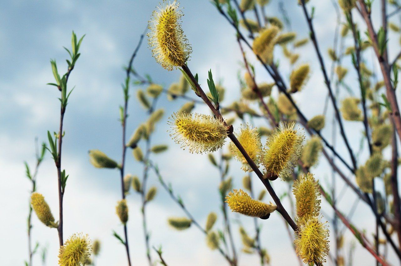 🌳 Ide Willow removes pollutants from old industrial sites