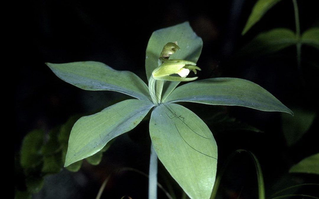 🌸 Rare orchid thought to be extinct is rediscovered